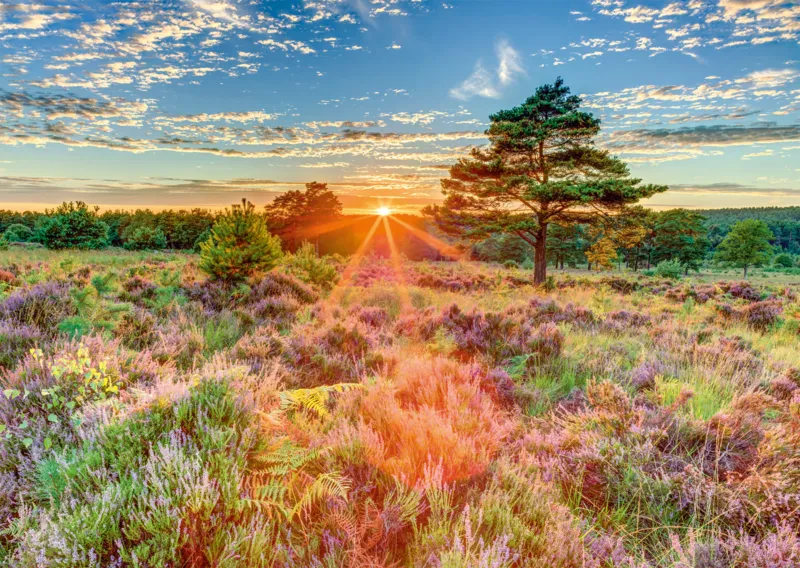 Crépuscule sur la Lande