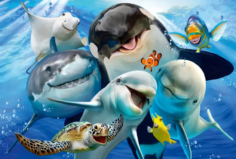 Amis Marins
