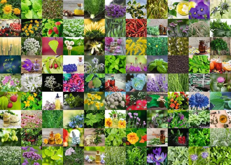 99 Herbes et Epices