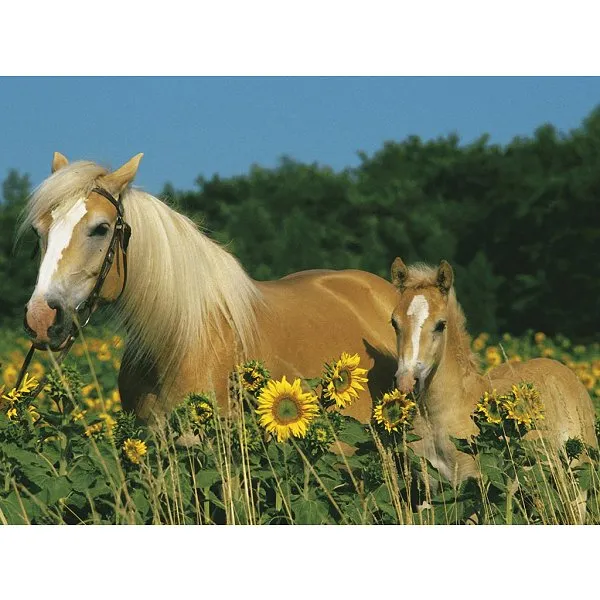 Mon cheval