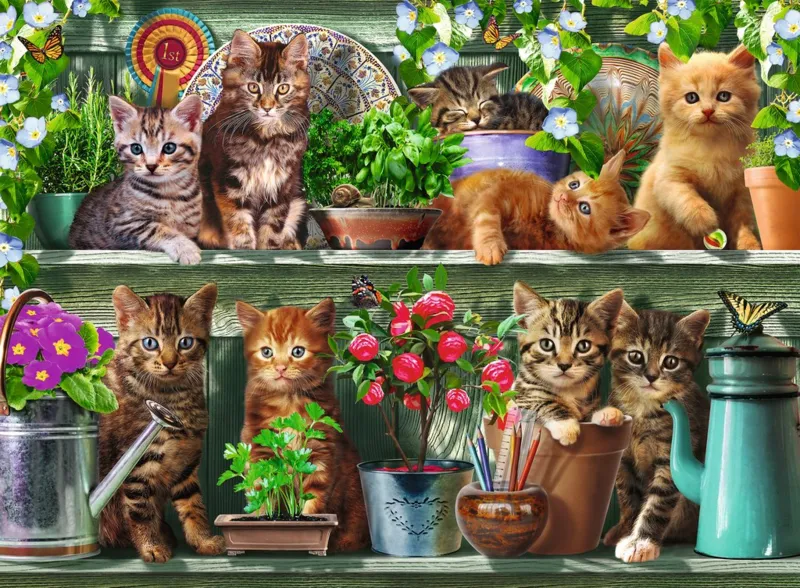 Des Chats sur l'Etagère