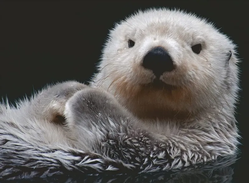 Douce Petite Loutre