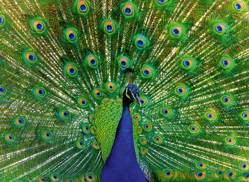 Paon - Puzzle Highlight - Animaux Colorés