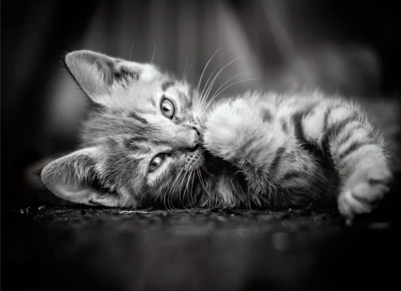 Chaton