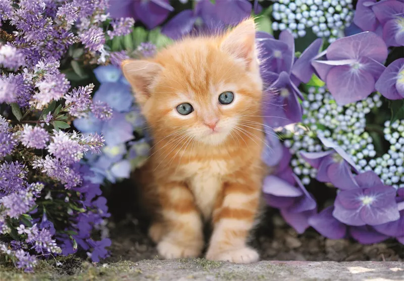 Ginger Cat