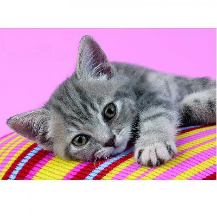 Petit chat calin