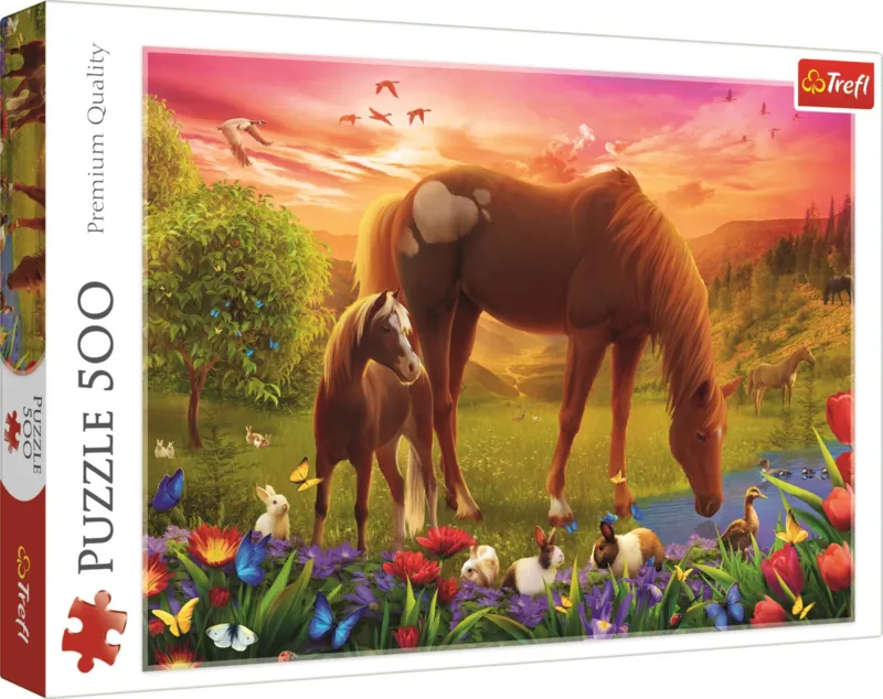 Chevaux Dans Le Pré