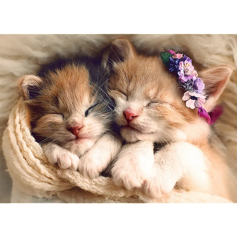 Chatons