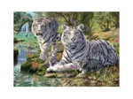 Tigres Blancs