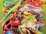 Pièces XXL - Affaires De Grenouilles