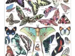 Illustration du Larousse pour Tous : Papillons, 1907-1910