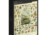 Illustration du Nouveau Larousse Illustré : Mollusques, XIXè Siècle