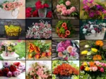 Collage - Bouquets de Fleurs