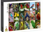 Collage - Oiseaux Colorés