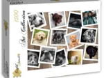 Chiens