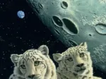 Schim Schimmel - Lair of the Snow Leopard