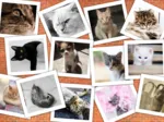 Chats