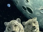 Schim Schimmel - Lair of the Snow Leopard