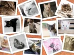 Collage - Chats