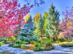Forêt Colorée, Colorado, USA