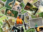 Promenade au Zoo