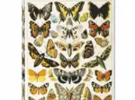 Papillons - Millot