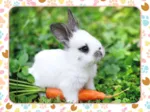 Petit Lapin et sa Carotte