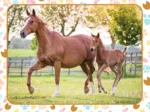 Maman et Bébé Cheval