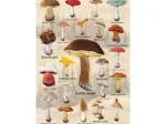 Collage Champignons