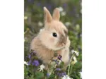 2 Puzzles - Lapin et Cochon d'Inde