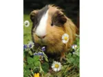 2 Puzzles - Lapin et Cochon d'Inde