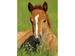 Mini-puzzle Cheval