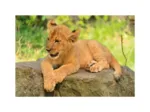 Mini-puzzle Lion