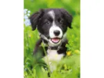 Mini-puzzle Chien