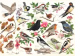 Oiseaux Dans Mon Jardin