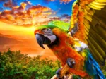 Parrot