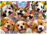 Chiots Selfie. Howard Robinson
