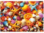 Collage de Coquillages