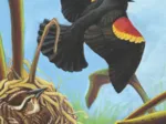 Red-winged Blackbird