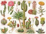 Cacti - Cactus