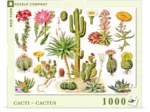 Cacti - Cactus