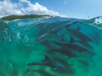 Bottlenose Dolphins