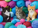 Chatons dans un Magasin de Laine