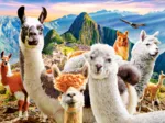 Selfie de Lamas