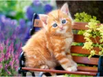 Chat Roux