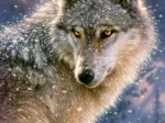 Loup Solitaire