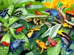 Fun Frogs