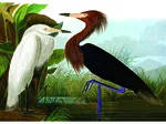Herons