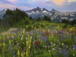 Tatoosh Mountains