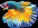 Nature Colorée - Poisson